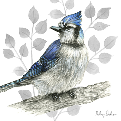 Backyard Birds I-Blue Jay <br/> Kelsey Wilson