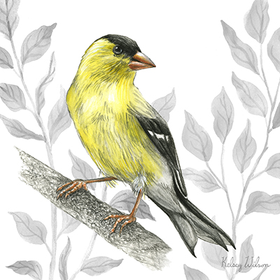 Backyard Birds III-Goldfinch I <br/> Kelsey Wilson