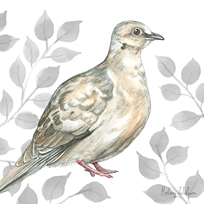 Backyard Birds V-Mourning Dove<br/>Kelsey Wilson