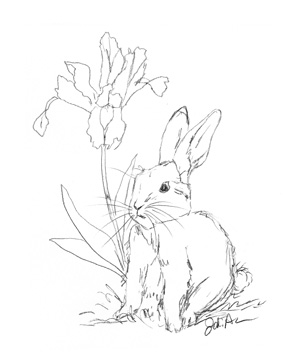 Bunny Sketch Iris <br/> Jodi Augustine