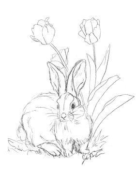 Bunny Sketch Tulip <br/> Jodi Augustine