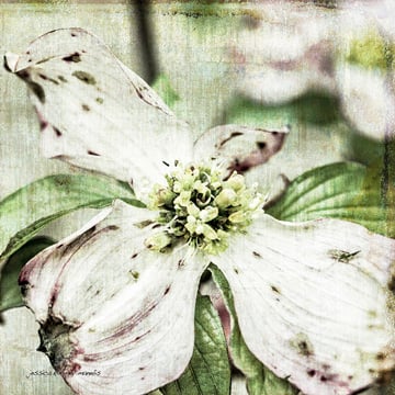Dogwood Floral <br/> Jessica Manelis