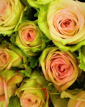 Green & Pink Rose Bouquet<br/>Jessica Manelis