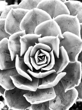 Peace Love & Succulent black and white <br/> Jessica Manelis
