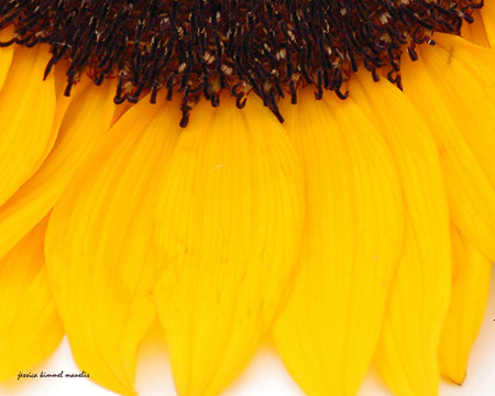 Sunflower Closeup <br/> Jessica Manelis